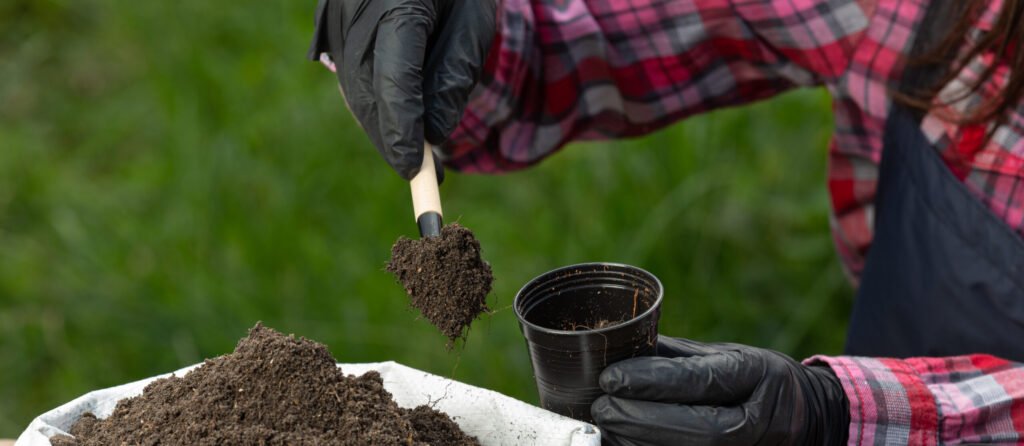 closeup picture of gardener's hands planting plant